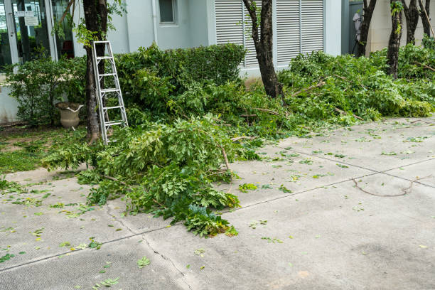 Best Tree Clearing Services  in USA